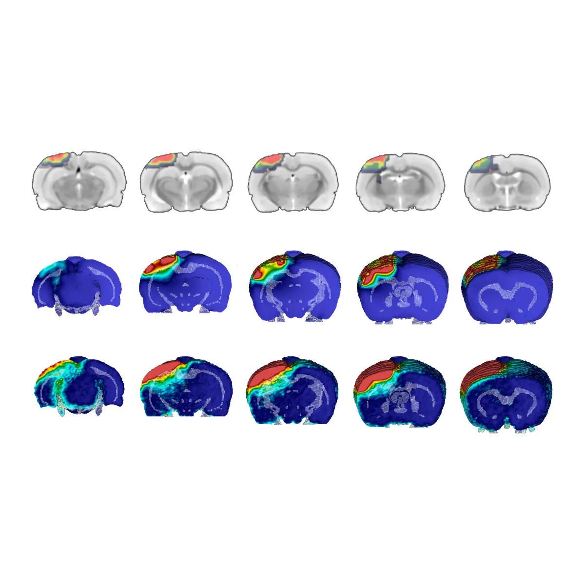 Coronal MRI and finite element rat brain model panels showing predicted strain in the cortex alongside progressively deeper simulated tissue damage across five slices.